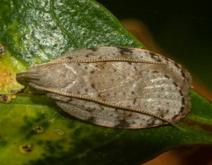 Octasphales eubrocha