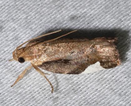 Bleptochiton leucotrigona