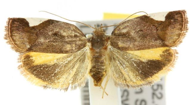 Bleptochiton leucotrigona
