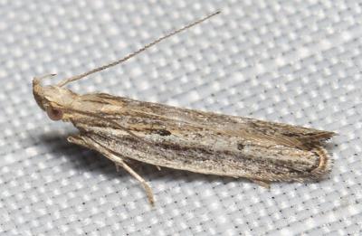 Eutorna eurygramma
