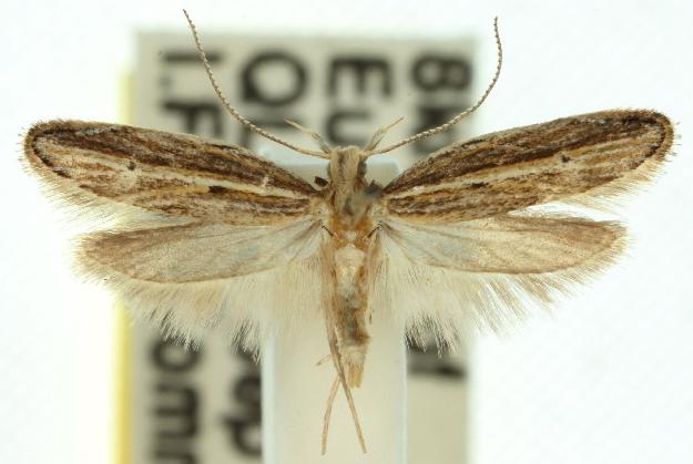 Eutorna eurygramma