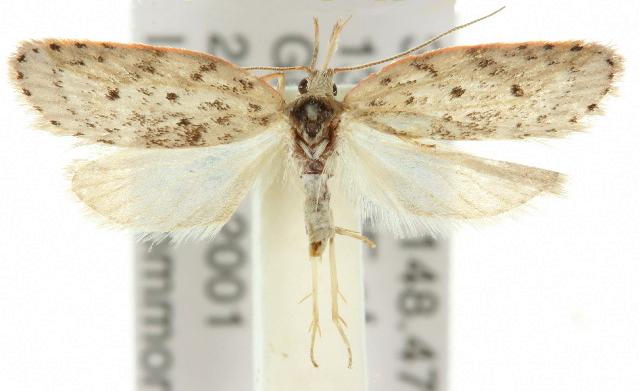 Enchocrates picrophylla