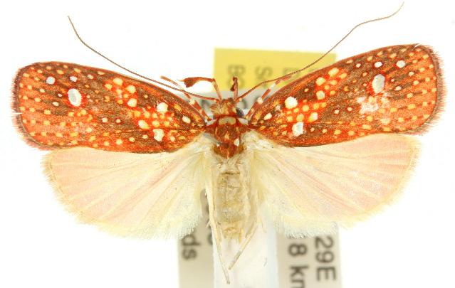 Scorpiopsis pyrobola