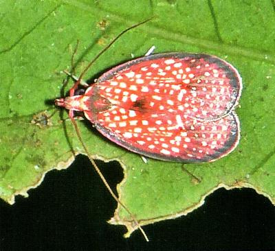 Scorpiopsis rhodoglauca