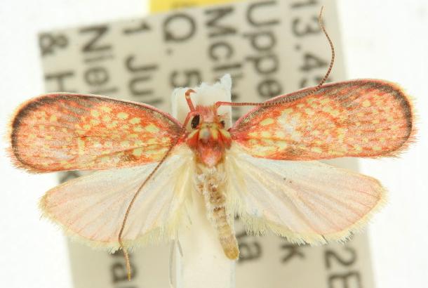Scorpiopsis rhodoglauca