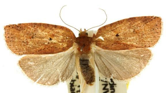 Thyromorpha stibaropis
