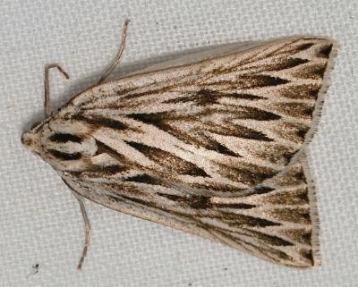 Amelora acontistica