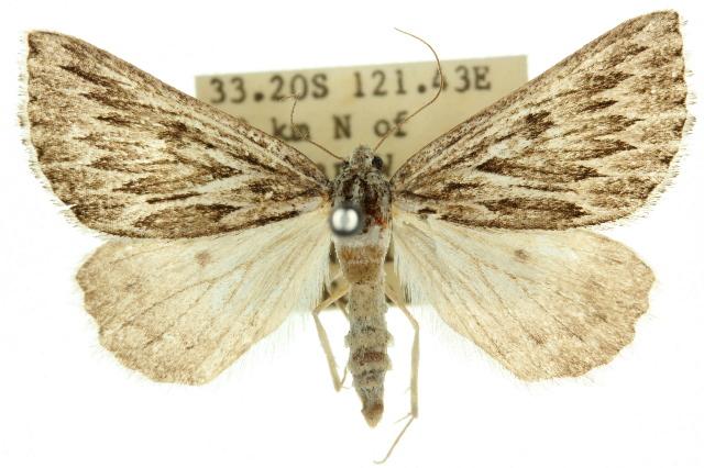 Amelora acontistica