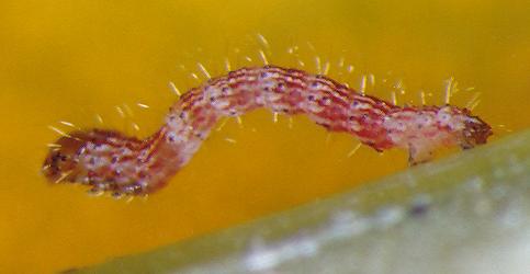 Amelora acromegala