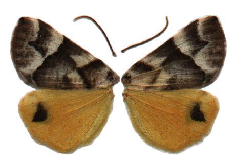 Lychnographa agaura