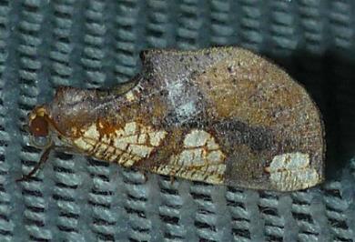 Larophylla amimeta
