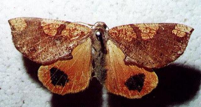 Larophylla amimeta