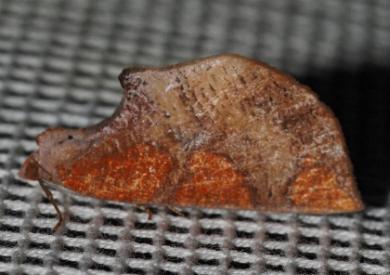 Larophylla amimeta