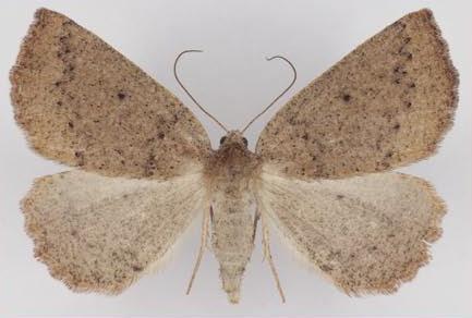 Amelora anepiscepta