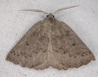 Amelora anepiscepta