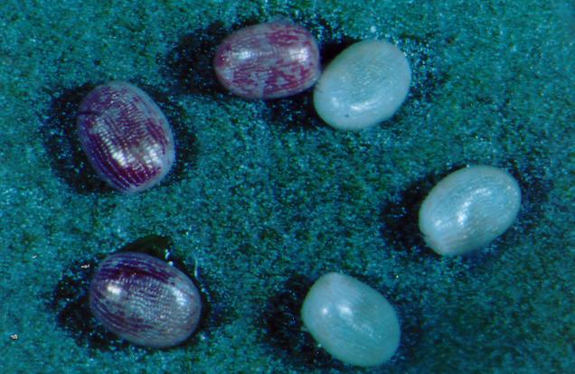Melanodes anthracitaria