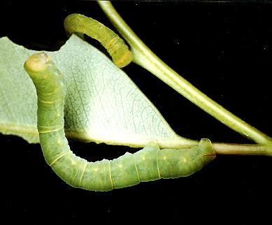 Melanodes anthracitaria