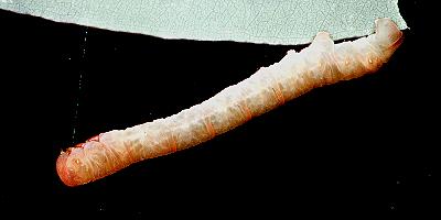 Melanodes anthracitaria