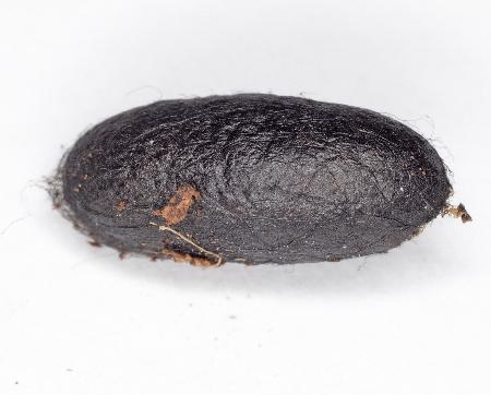 Melanodes anthracitaria