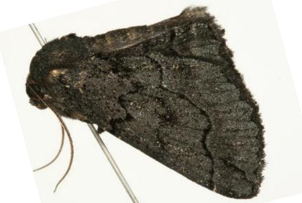 Melanodes anthracitaria