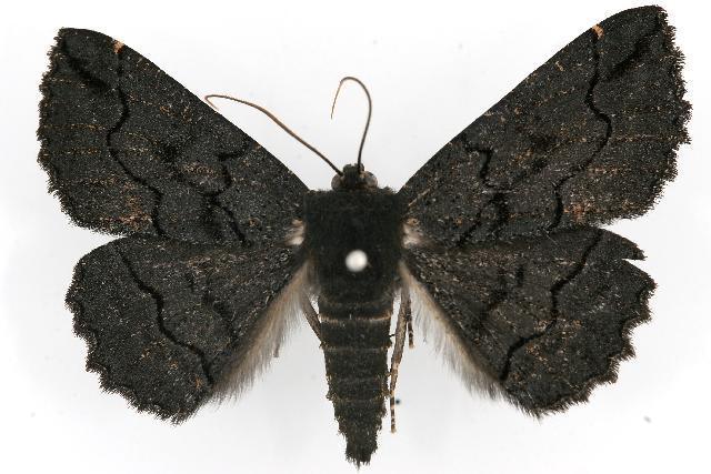 Melanodes anthracitaria