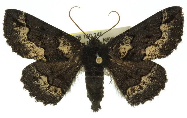 Melanodes anthracitaria