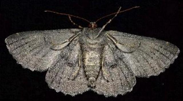 Melanodes anthracitaria