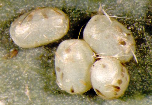 Smyriodes aplectaria