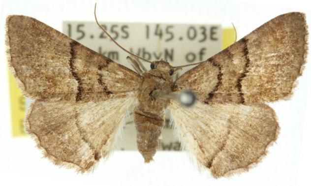 Aporoctena aprepes
