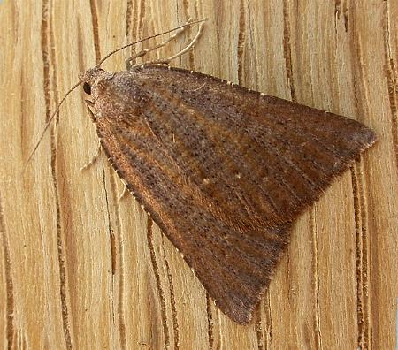 Amelora arotraea