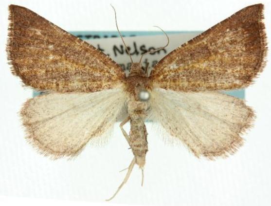 Amelora arotraea