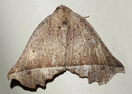 Mnesampela athertonensis