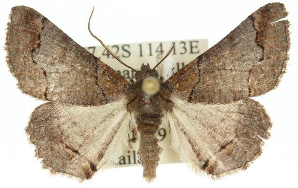 Crypsiphila atmophanes