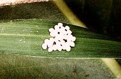 Paralaea beggaria