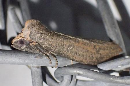Paralaea beggaria
