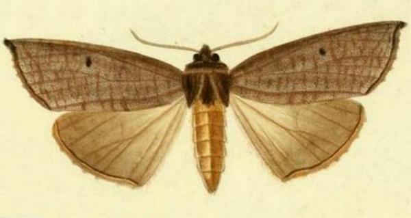 Paralaea beggaria