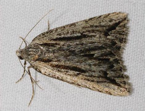 Amelora belemnophora