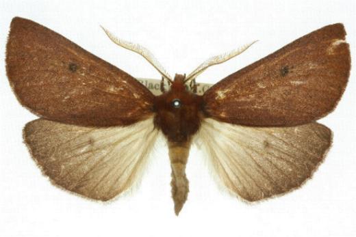 Fisera belidearia