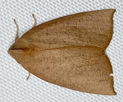 Fisera bradymorpha