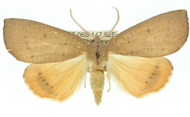 Fisera bradymorpha
