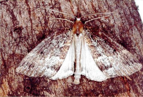 Conosara castanea