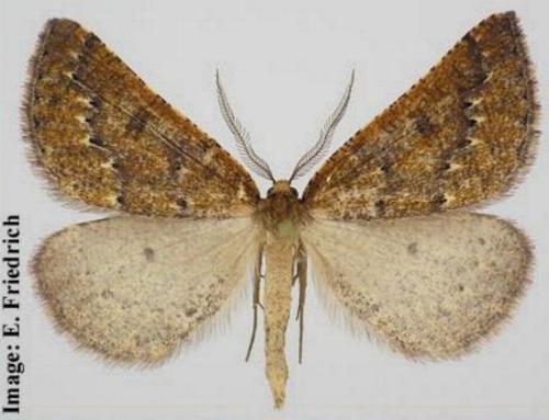 Amelora catacris