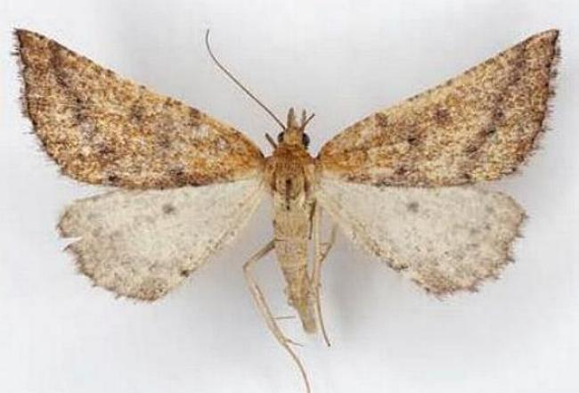 Amelora catacris