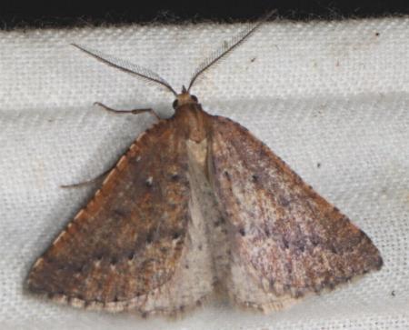 Amelora catacris