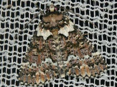 Lophosigna catasticta