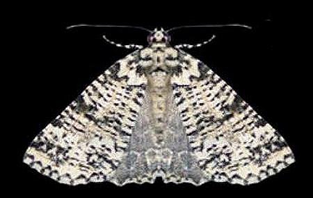 Lophosigna catasticta