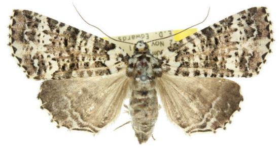 Lophosigna catasticta