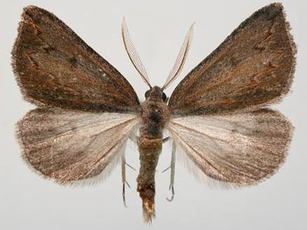 Amelora ceraunia