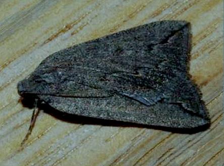 Amelora ceraunia