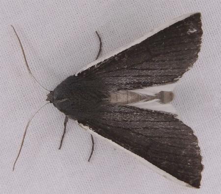 Capusa chionopleura